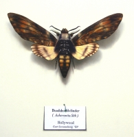 Doodshoofdvlinder (Acherontia Sith)