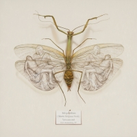 Bidsprinkhaan (Mantis Reliogiosa Pieta)