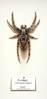 Kruisspin (Araneus Judea)